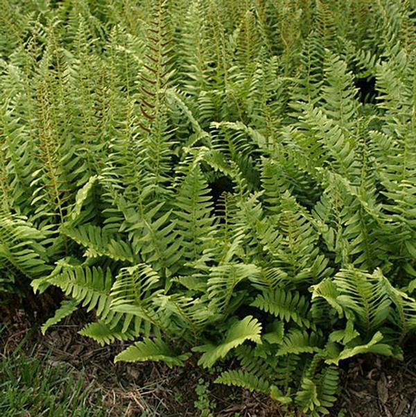1g Ghost Fern