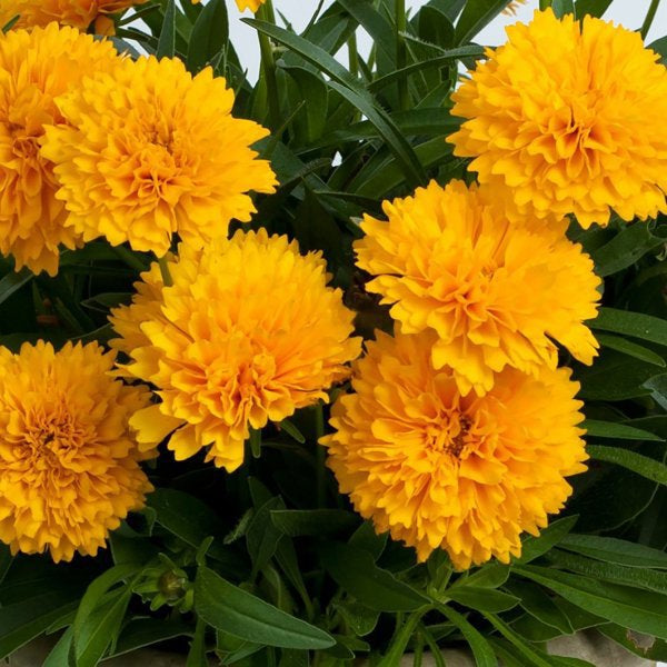 1g Golden Sphere Tickseed