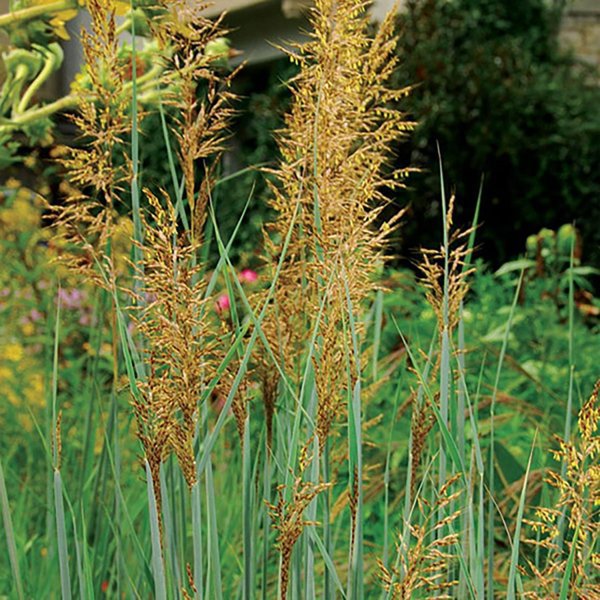 1g Indian Grass
