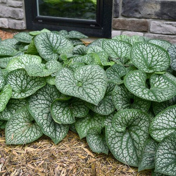 1g Jack of Diamonds Heartleaf Brunnera