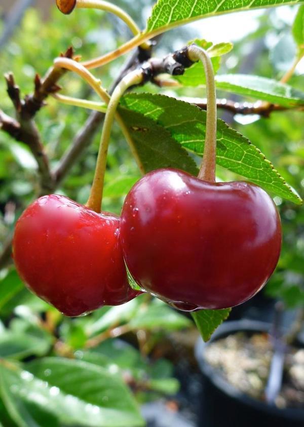 1g Juliet Dwarf Cherry