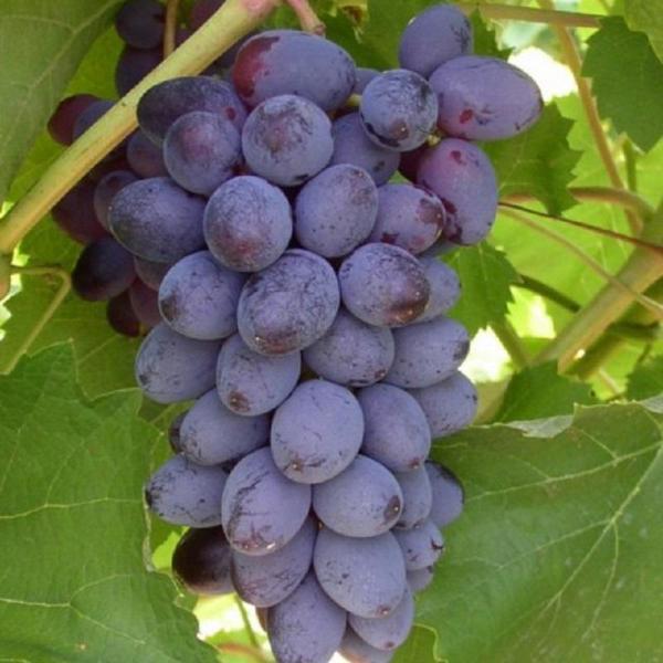 1g Jupiter Grape