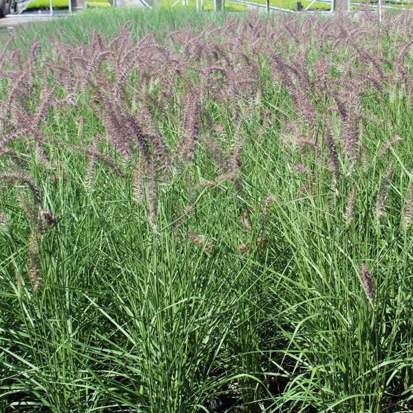 1g Karley Rose Fountain Grass