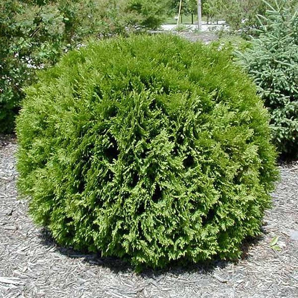 1g Little Giant Arborvitae