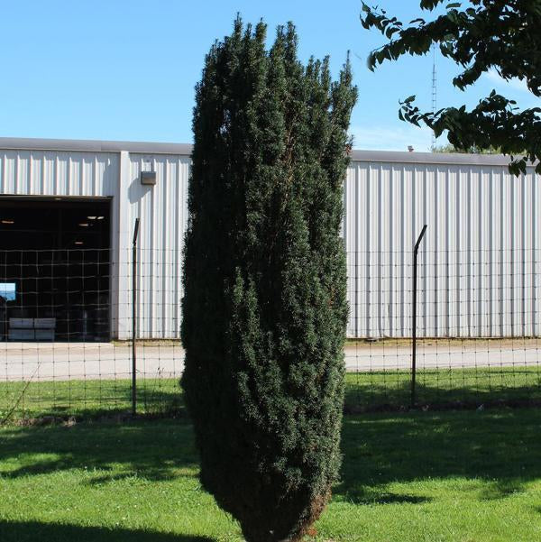 1g Maureen Hybrid Yew
