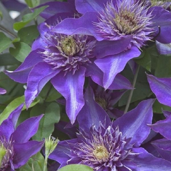 1g Multiblue Clematis