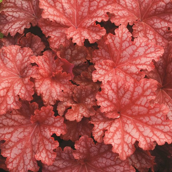 1g Peachberry Ice Coral Bells