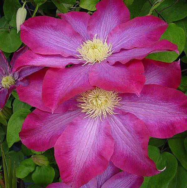 1g Pink Champagne Clematis