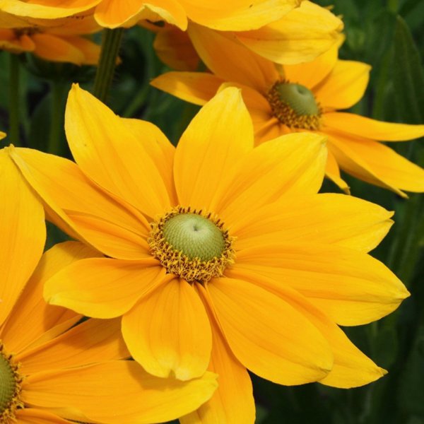 1g Prairie Sun Black eyed Susan