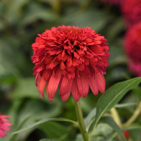 1g Raspberry Deluxe Coneflower