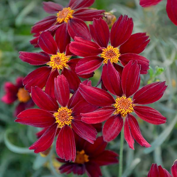 1g Red Satin Threadleaf Coreopsis