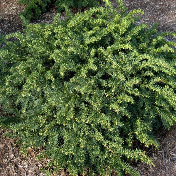 1g Wardi Hybrid Yew