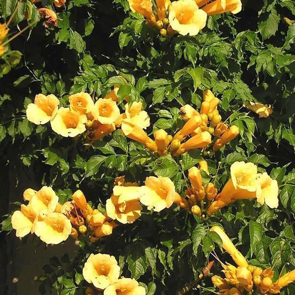 1g Yellow Trumpet Vine