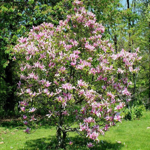 2g Betty Lily Magnolia