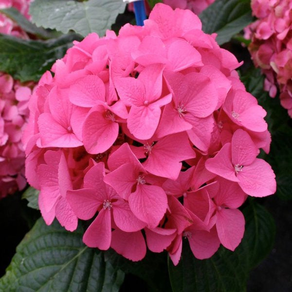 2g Garnet Hydrangea