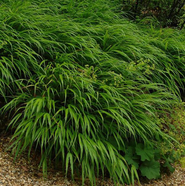 2g Hakone Grass