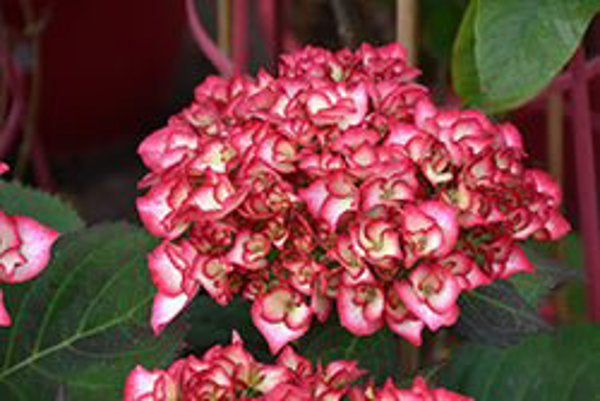 2g Kimono Hydrangea
