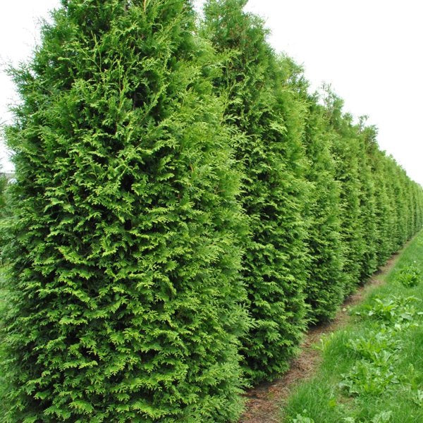 2g King of Brabant Arborvitae
