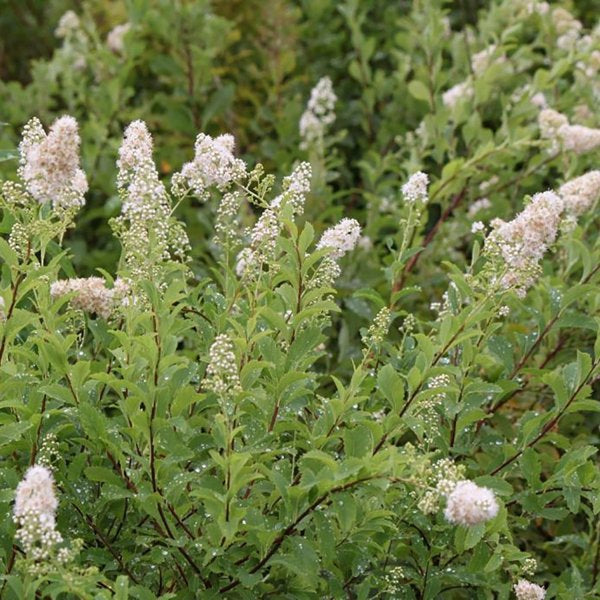 2g Meadowsweet