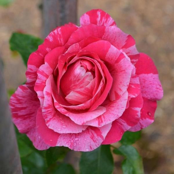 2g Raspberry Cream Twirl Rose
