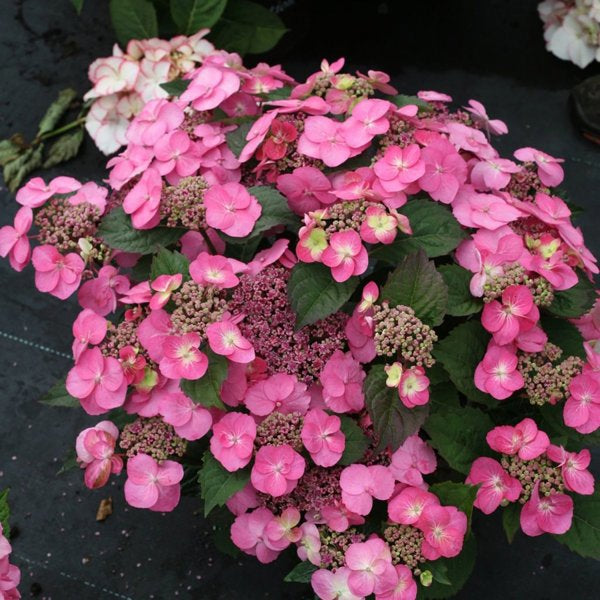 2g Tuff Stuff Reblooming Mountain Hydrangea