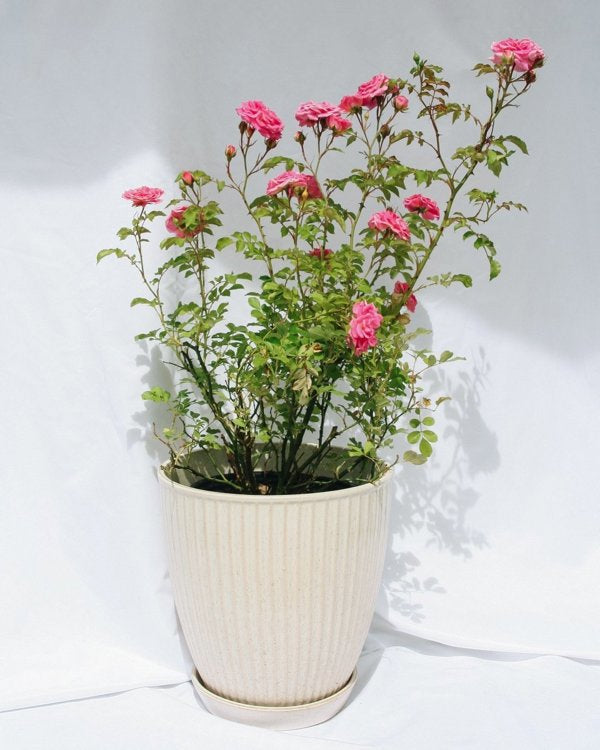 2g. Drift Rose  Pink