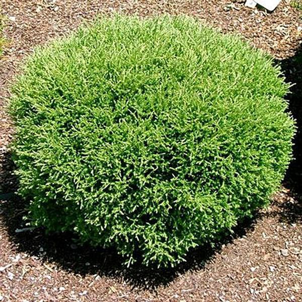 2g. Mr. Bowling Ball Thuja