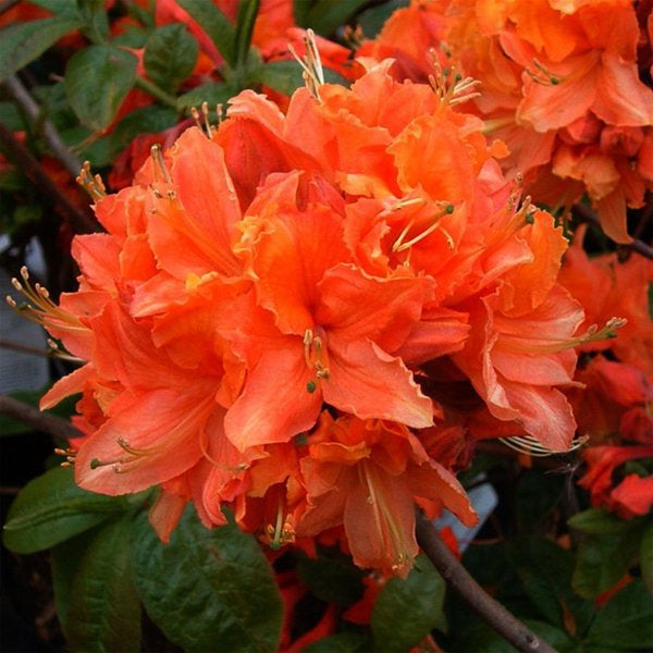 2g. Mandarin Lights Azalea