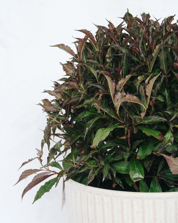 2g. PW Weigela Spilled Wine