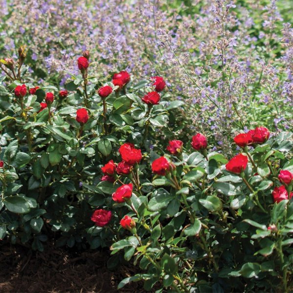 2g. Rosa Petite Knock Out
