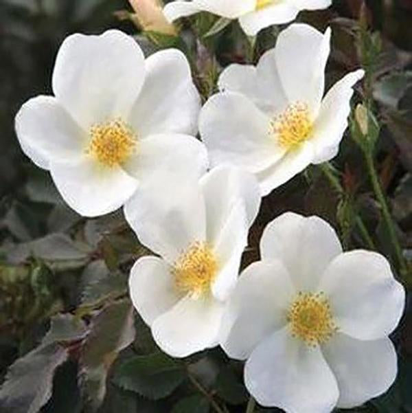2g. Rosa White Knock Out