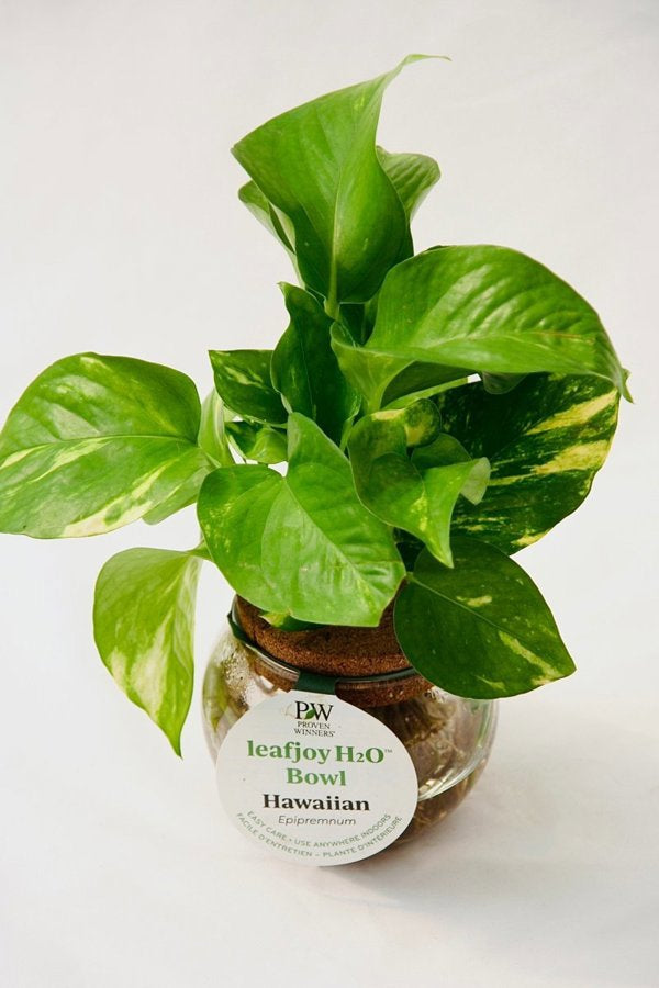 3 Inch Glass Bowl Leafjoy H20 Bowl Hawaiian Pothos
