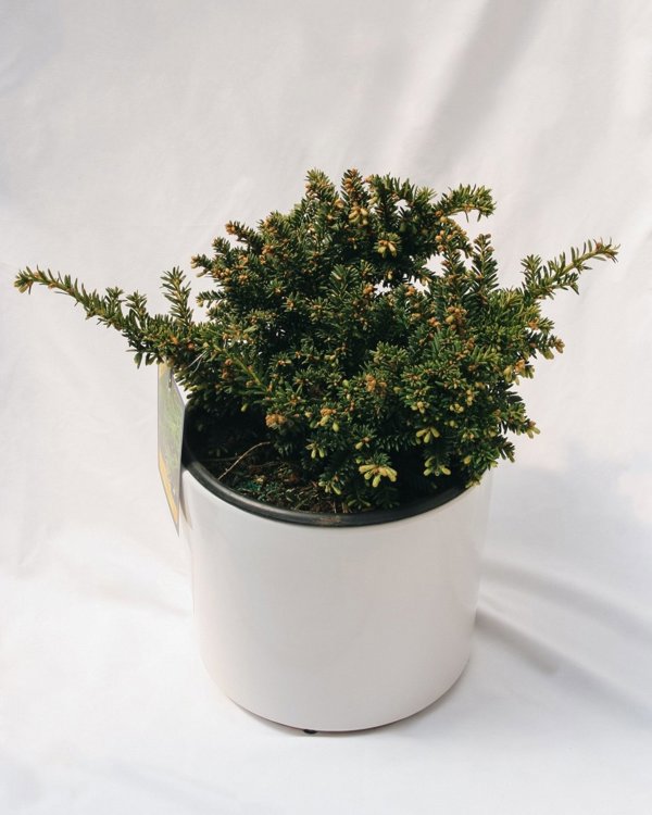 30cm 3g Emerald Spreader Cone Yew