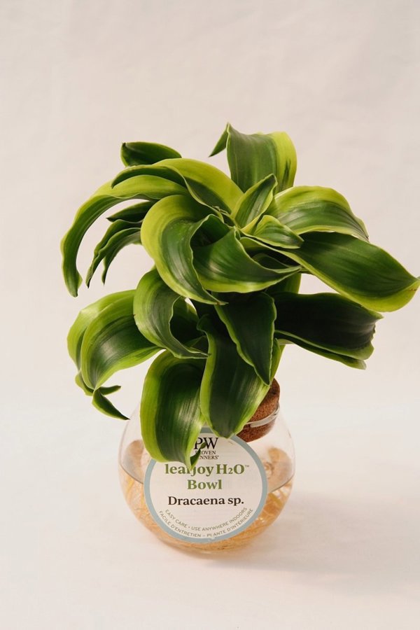3 Inch Glass Bowl Leafjoy H20 Bowl Dracaena Sp.