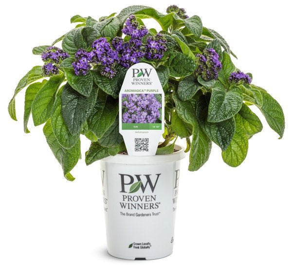 4 Inch Aromagica Purple Heliotrope