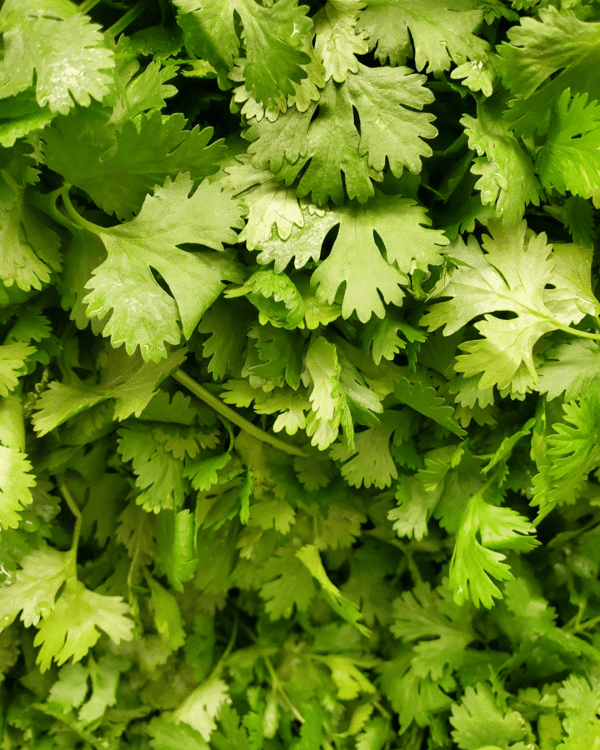 4 Inch Cilantro