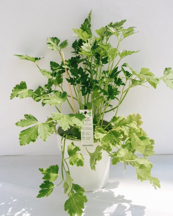 4 Inch Italian Parsley