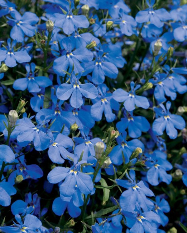 4 Inch Lobelia Laguna Dark Blue