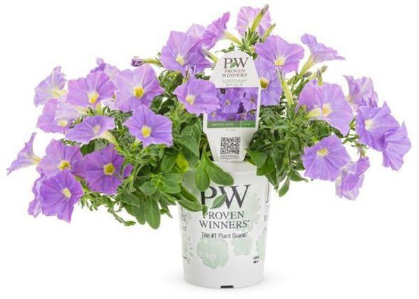 4 Inch Petunia Supertunia Blue Skies