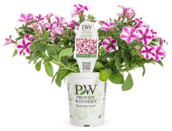 4 Inch Petunia Supertunia Lovie Dovie