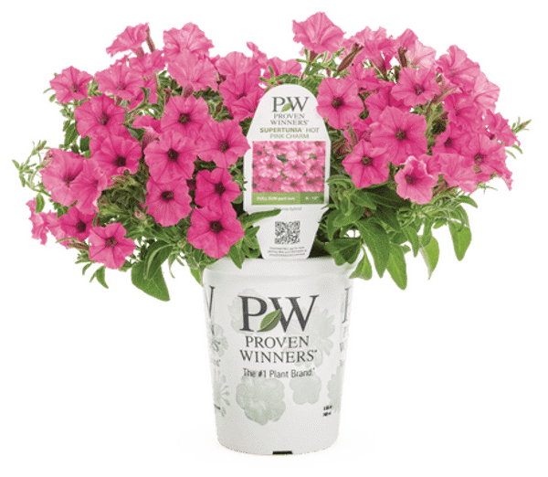 4 Inch Petunia Supertunia Mini Vista Hot Pink