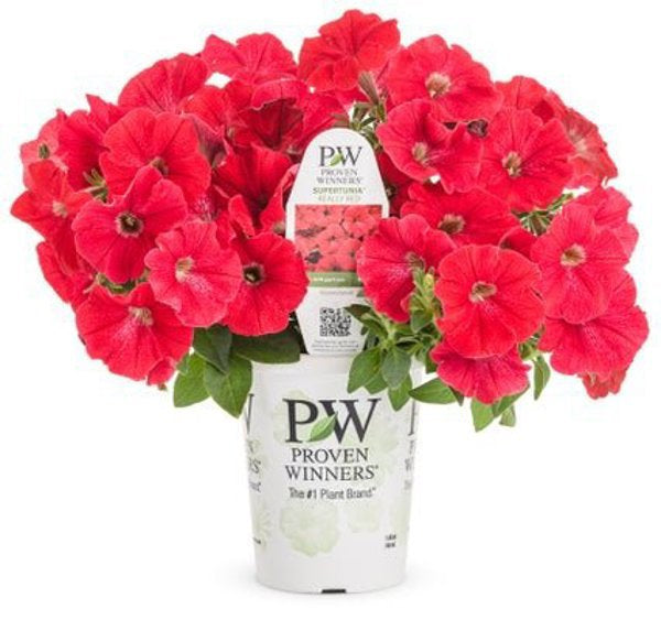 4 Inch Petunia Supertunia Really Red