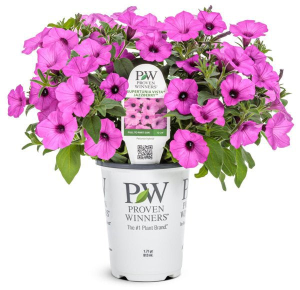 4 Inch Petunia Supertunia Vista Jazzberry