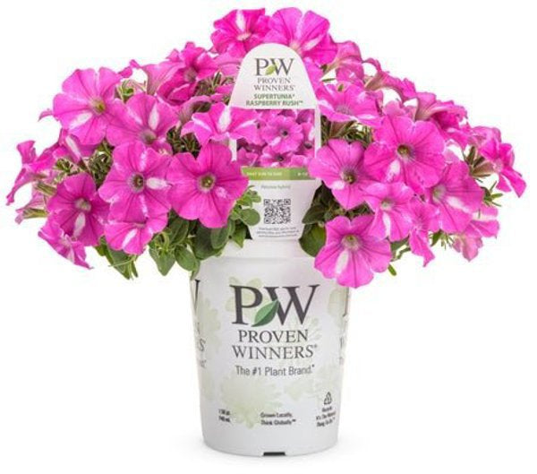 4 Inch Petunia Supertunia Raspberry Rush