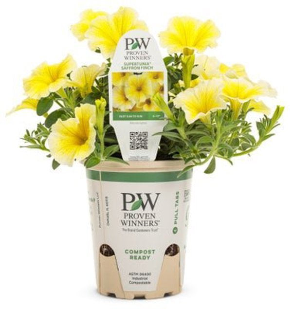 4 Inch Petunia Supertunia Saffron Finch