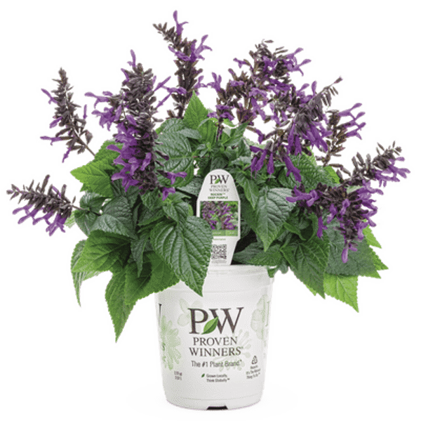 4 Inch Salvia Rockin'  Deep Purple Improved