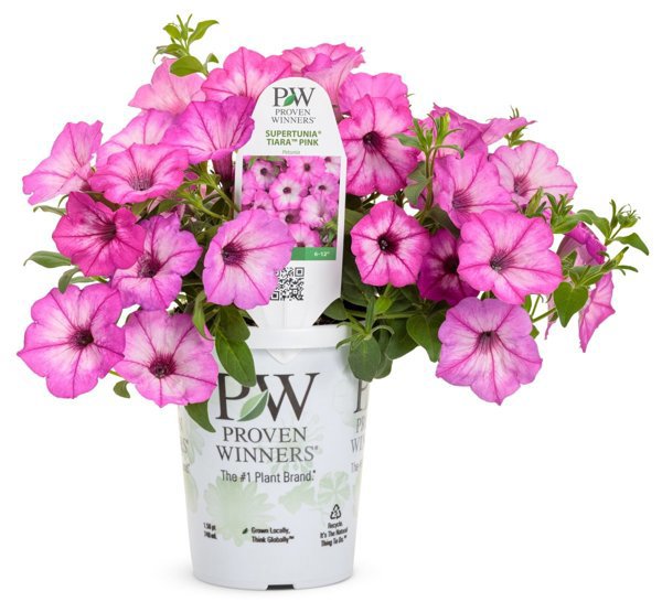 4 Inch Supertunia Tiara Pink Petunia