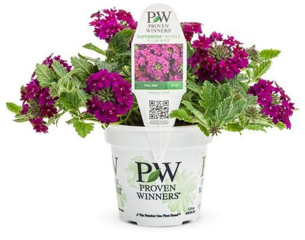 4 Inch Verbena Superbena Royale Plum Wine