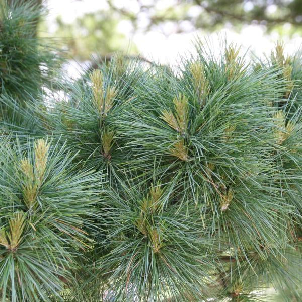 5g Dwarf Eastern White Pine