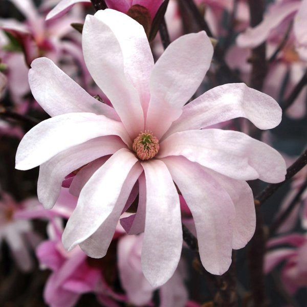 5g Leonard Messel Magnolia